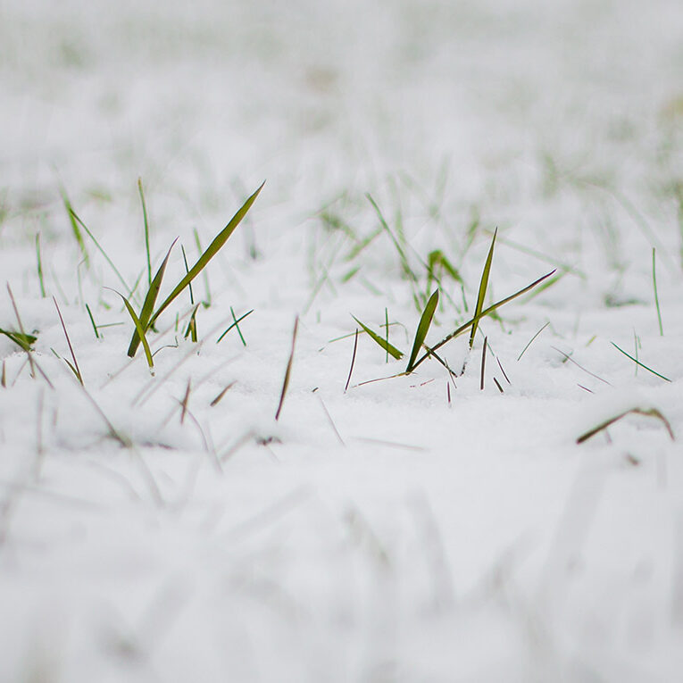 winter-grass